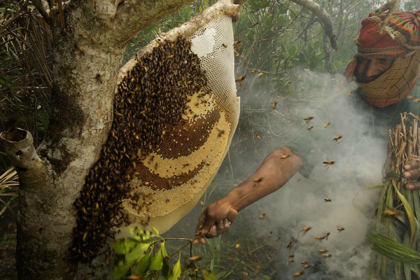 Honey collector